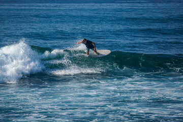 Wall Mural - Surfer on perfect blue aquamarine wave, empty line up, perfect for surfing, clean water, Indian Ocean close to Mirissa