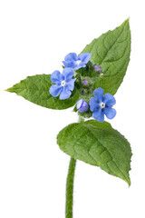 Wall Mural - Whole fresh twig of  Anchusa plant with blue flowers