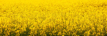 Background Of Yellow Flowers