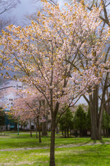 New Year's arrival cherry blossoms