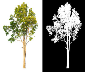 Poster - Green tree isolated on white background with post cut out original background and white background replaced for easy to selection with clippings path inside, alpha channel for make brush and selection