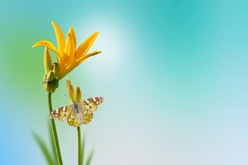 Wall Mural - A pink flower with a butterfly on a blurry soft turquoise and green background.A copy of the space, a blank for a postcard.Spring pattern, magical, fairy-tale composition