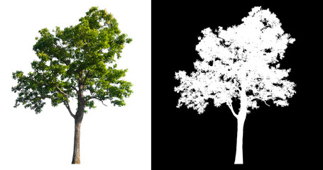 Poster - Green tree isolated on white background with post cut out original background and white background replaced for easy to selection with clippings path inside, alpha channel for make brush and selection