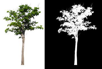Poster - Green tree isolated on white background with post cut out original background and white background replaced for easy to selection with clippings path inside, alpha channel for make brush and selection