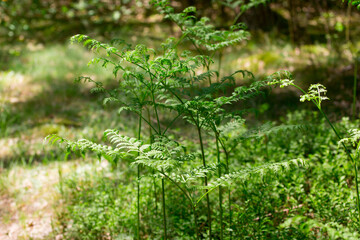 green fern in the forest in summer