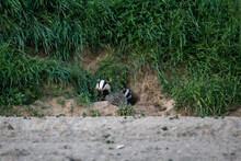 Wildlife And Wild Animals, Free Living European Badger Coming Out Of His Cave, Bavaria, Germany