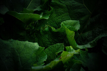 green leaves