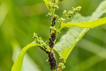 Wall Mural - Close-up of ants caring for vine fretters