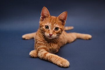 Lying cute tabby orange kitten on dark blue background looking at the camera. Isolated