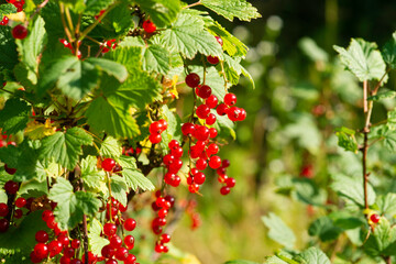 branch of ripe red currant in a garden on green background