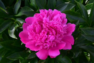 Wall Mural - a large bright pink open peony flower on a background of green leaves in the garden. close-up, top v
