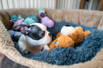 Canvas Print - Cute puppy black and white Boston Terrier in a soft comfortable bed with a teddy bear and other soft toys.