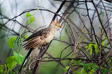 Scruffy-looking Bird Known As Guira Cuckoo Perching In The Forest. Scientific Name Is Guira Guira And It's Commonly Found In South America. 