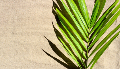 Tropical palm leaves on sand.