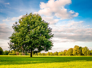 A lone tree in the autumn sunlight. Photo taken in a public park, in Greater London, England.