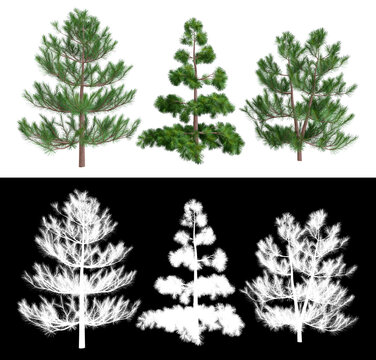 3d rendering of a spruce and pine trees with isolated background and separate black and white version, that can be used as alpha channel to remove the background