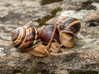 Wall Mural - Group of Edible snails or escargot (Helix pomatia) on a rock.