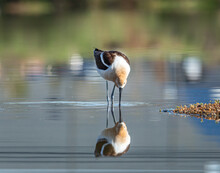 American Avocet Wading And Feeding
