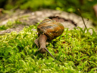 Wall Mural - Edible snail or escargot (Helix pomatia) crawls on the moss.