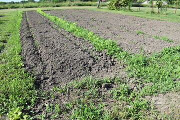 Poster - Vegetable Garden