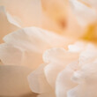 © Tetra Images - Extreme close-up of peach colored chrysanthemum petals