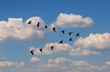 © Tetra Images - Egyptian Goose (Alopochen aegyptiaca) flying in V-formation against clouds
