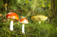 Italy, Piedmont, Valle Cannobina, Mushroom Amanita Muscaria In Grass