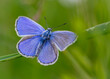 Bläulinge (Lycaenidae), Schmetterling auf einer Pflanze, blau