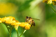 Biene sammelt Blütenpollen Blumen Nektar Sommer Sonne Insekten fleißiges Bienchen Honigbiene bei der Arbeit Super Close Up Makro Bokeh dekorativ Leinwandmotiv Natur