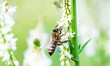 Biene auf Blumenwiese sammelt Blütennektar Pollen Honigbiene fleißig im Sommer