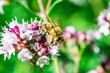 Biene auf Blume Honigbiene flottes Bienchen fleißig Pollen sammeln Nektar Super Close Up Makro