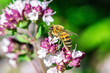 Biene auf Blume Honigbiene sammelt Nektar Blütenpollen Sommer fleißig super close up makro nature