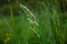 Wild Grass Seed Heads Isolated On A Natural Green Background
