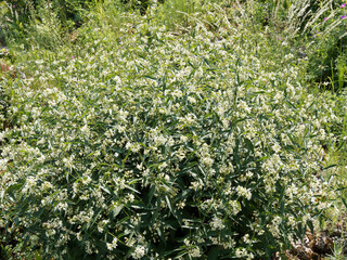 Poster - Vincetoxicum hirundinaria | Dompte-venin officinal, plante buissonnante à grandes tiges dressées à fleurs blanches et jaune-verdâtre au feuillage opposé et lancéolé