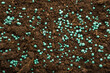Green complex fertiliser granules on dark brown soil. Closeup. Product for root feeding of vegetables, flowers and plants. Top down view.