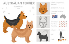 Australian Terrier All Colours Clipart. Different Coat Colors And Poses Set.