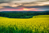 Fototapeta Natura - Beautiful landscape with the yellow rapeseed field at sunset, Poland