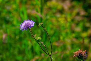 Canvas Print - Purple scabiosa flower on a green meadow