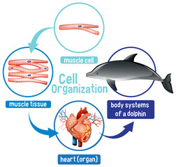 Poster - Diagram showing cell organization in a dolphin