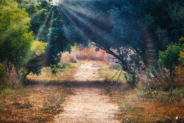 Scenery. Path in the countryfield and the rays of sun between the trees. Landscape in Chiclana de la Frontera, Spain.