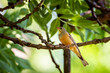 Śpiewający ortolan na gałęzi drzewa. Ptak wśród liści i gałęzi. Niewielki, kolorowy ptak
