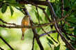 Ortolan siedzący na gałęzi drzewa. Kolorowy ptak zakładający gniazdo na drzewie