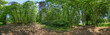 path in a german forest 360° panorama