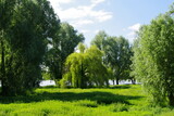 Fototapeta Natura - Rheinwiese