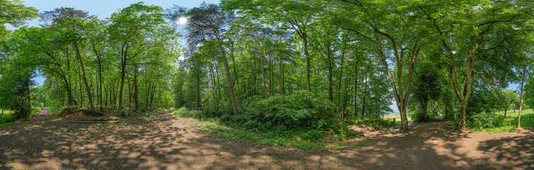 path in a german forest 360° panorama