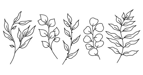 Eucalyptus doodle branch.Set of plants and tree branches with leaves and berries. Hand drawn botanical illustration. Black and white doodle vector image.