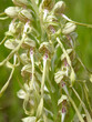 Naufnahme Blüte Bocksriemenzunge (Himantoglossum hircinum)