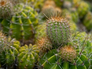 Wall Mural - Close up of cactus with blur background.