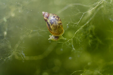 Wall Mural - Gastéropode Mollusque Limnaea stagnalis dans une eau riche en algues vertes