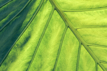 Poster - Close up beautiful green yellow leaf background texture. Macro photography view..